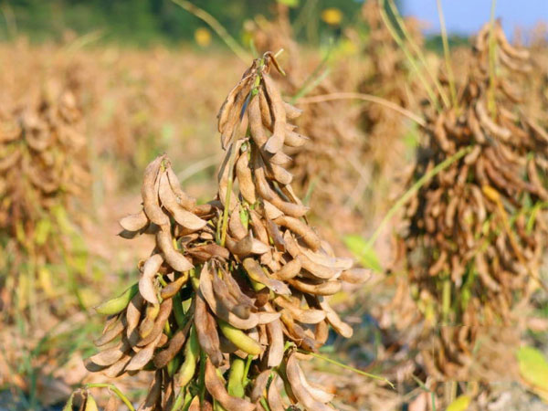 What are the characteristics of refined soybean oil?